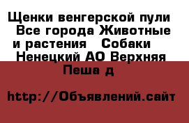 Щенки венгерской пули - Все города Животные и растения » Собаки   . Ненецкий АО,Верхняя Пеша д.